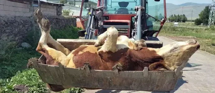 DEVREK’TE ŞAP HASTALIĞINDAN 5 İNEK TELEF OLDU