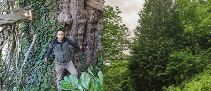 EN YAŞLI PORSUK AĞACI MURGUL'DA!