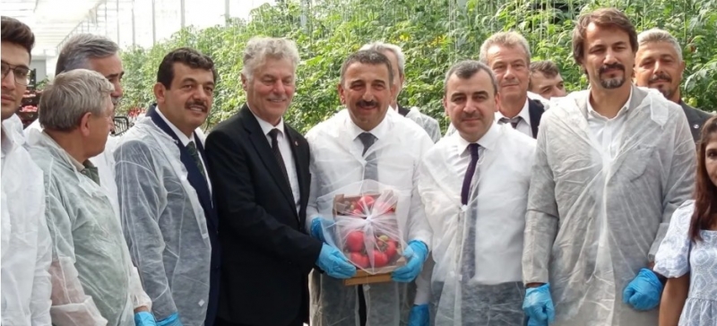 İLK HASAT YAPILDI HEDEF 700 TON