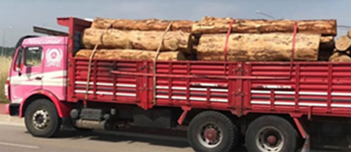 YENİCE ORMANINDA KAÇAK KESİM:  1 KİŞİ TUTUKLANDI