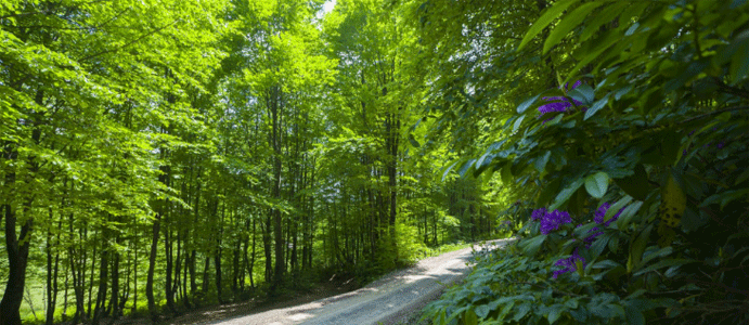 ZONGULDAK’TA ORMANLARDA ATEŞ YAKILMASI YASAKLANDI