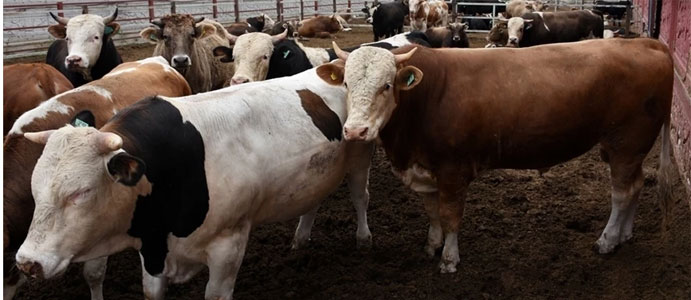 2026 YILI KURBANLIK FİYATLARI NE KADAR?