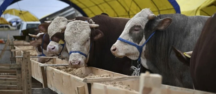 KURBAN VEKALET ÜCRETLERİ BELLİ OLDU