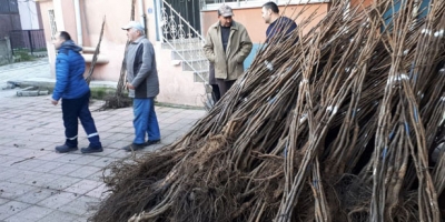 15 BİN FİDANIN 9 BİN TANESİ DEVREK’E DAĞITILDI