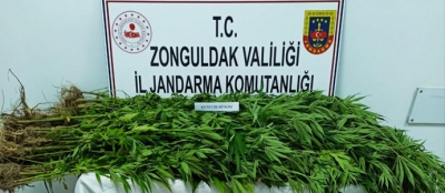 200 KÖK KENEVİR ELE GEÇİRİLDİ