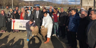 612 ADET KOYUN DAĞITILDI