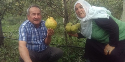 BİR BUÇUK KİLOLUK ARMUT GÖRENLERİ ŞAŞIRTTI