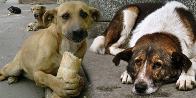 BİR HAYAT KURTARMAYA SEN DE VAR MISIN?