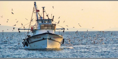 BOYU 2 BUÇUK METRE OLAN BALIK YAKALANDI