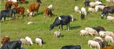 BÜYÜKBAŞ VE KÜÇÜKBAŞ HAYVAN SAYISINDA ARTIŞ