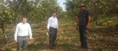 ÇATAKLI DEVREK'TE CEVİZ BAHÇESİNİ GEZDİ