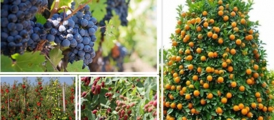ÇAYCUMA GÖNÜLLÜLERİ MEYVE BAHÇESİ KURUYOR