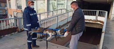 DEVREK BELEDİYESİ  AYAĞI KIRILAN KÖPEĞE SAHİP ÇIKTI