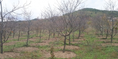 DEVREK’İN EN BÜYÜK KİRAZ BAHÇESİNE BAKIM