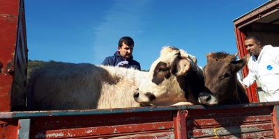 DEVREKLİ ÇİFTÇİLERE 125 DÜVE DAĞITILDI