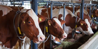 DEVREKLİ ÇİFTÇİYE 1 MİLYON 560 BİN TL HİBE 