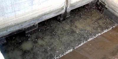 DEVREK’TE BALIK KATLİAMINA SORUŞTURMA