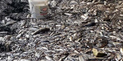 DEVREK’TE BALIK KATLİAMI 