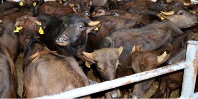 DEVREK’TE ÇİFTÇİLERE MANDA DAĞITILDI…