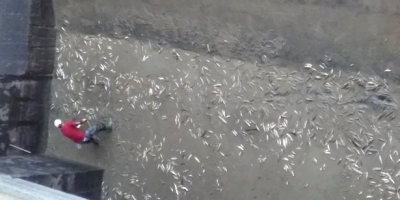 DEVREK’TE KATLİAM!