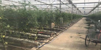 DEVREK’TE YENİ BİR TARIM İÇİN YOLA ÇIKTILAR