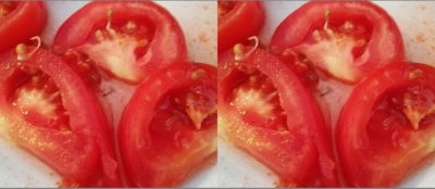 DOMATESİN ÇEKİRDEĞİ FİLİZLENDİ