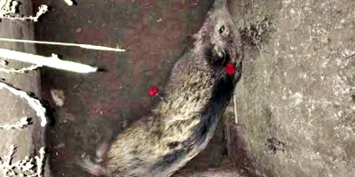 DOMUZ KURTARMA OPERASYONU