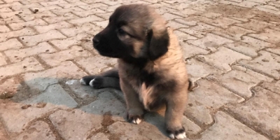 ENGELLİ KÖPEK İÇİN SEFERBER OLDULAR