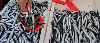 HAMSİ 70 TL’YE DÜŞTÜ!