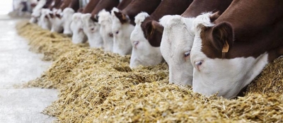 HAYVAN YEMLERİNE KDV DÜZENLEMESİ