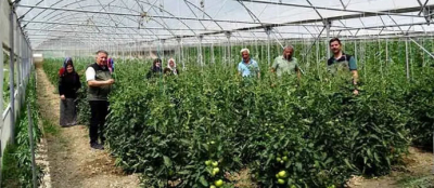 İLK ÜRÜNLER TOPLANMAYA BAŞLANDI
