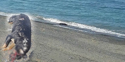 İNSANOĞLU OLARAK NEREYE GİDİYORUZ?