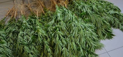 JANDARMA’DAN KENEVİR OPERASYONU