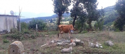 KAYIP İNEK 5 GÜN SONRA BULUNDU  