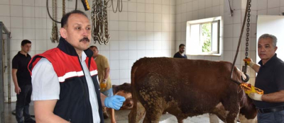 KURBAN KESİM KURSİYERLERİNE UYGULAMALI EĞİTİM
