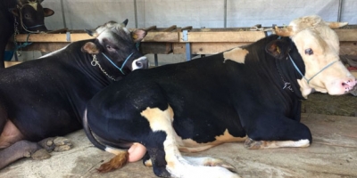 KURBANLIKLAR KURDAN ETKİLENMEDİ