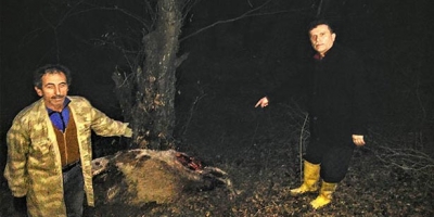 KURTLAR İNEĞİ PARÇALADI