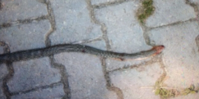 OYUN OYNAYAN ÇOCUKLARA SALDIRDI