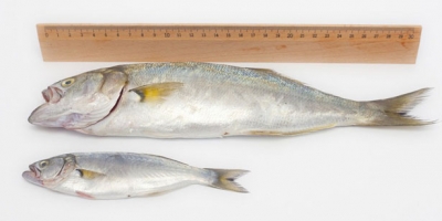 BALIKLARIN BOYUTLARI TARTIŞMAYA YOL AÇTI