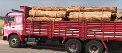 YENİCE ORMANINDA KAÇAK KESİM:  1 KİŞİ TUTUKLANDI