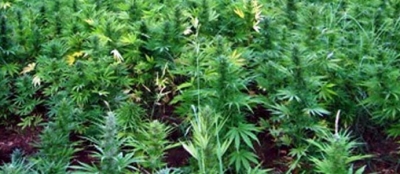 ZONGULDAK’TA KENEVİR ÜRETİMİ YAPILABİLECEK